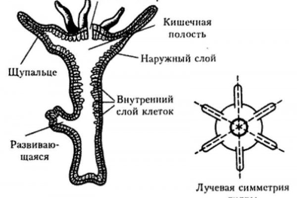 Black sprut зеркало официальный сайт